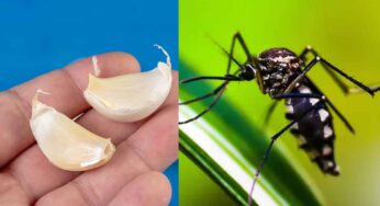 Mosquitoes : ఇలా చేస్తే ఒకే దెబ్బ‌కు ఇంట్లో ఉండే దోమ‌లు అన్నీ పారిపోతాయి.. మ‌ళ్లీ రావు..