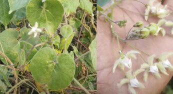 Palaku Theega Mokka : న‌ర‌ఘోష‌, న‌ర దిష్టి బాగా ఉన్నాయా.. అయితే ఈ మొక్క‌ను ఇంట్లో పెంచుకోండి..!