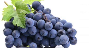 Black Grapes : న‌ల్ల ద్రాక్ష‌ల‌ను రోజూ తిన‌డం వ‌ల్ల ఎన్ని అద్భుత‌మైన లాభాలు క‌లుగుతాయో తెలుసా..?