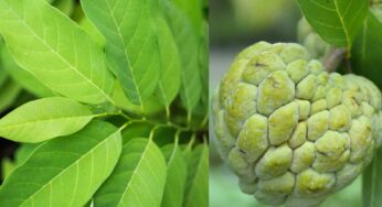 Custard Apple Leaves : సీతాఫ‌లం చెట్టు ఆకుల‌తో ఎన్ని లాభాలు క‌లుగుతాయో తెలుసా.. అస‌లు న‌మ్మ‌లేరు..!