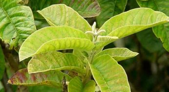 Guava Leaves : రోజూ ప‌ర‌గ‌డుపునే 3 జామ ఆకుల‌ను న‌మిలి తింటే ఏం జ‌రుగుతుందో తెలుసా..?
