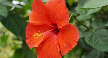 Hibiscus Flowers : మందార పువ్వుల‌తో ఇలా చేస్తే.. కిడ్నీ స్టోన్లు క‌రిగిపోతాయి.. శ‌రీరంలో వేడి అస‌లు ఉండ‌దు..