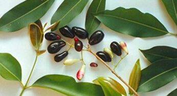 Jamun Leaves : ఈ ఆకులు ఎక్క‌డ క‌నిపించినా స‌రే విడిచిపెట్ట‌కుండా ఇంటికి తెచ్చుకోండి.. ఎందుకో తెలుసా..?