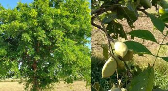 Kanuga Tree : ఈ చెట్టును ప్ర‌తి ఒక్క‌రూ ఇళ్ల‌లో పెంచుకోవాలి.. ఎందుకో తెలుసా..?
