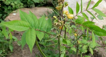 Kasavinda Seeds : ఈ గింజ‌లు ఎక్క‌డ క‌నిపించినా స‌రే.. విడిచిపెట్టొద్దు.. ఎన్ని లాభాలు క‌లుగుతాయో తెలిస్తే.. ఆశ్చ‌ర్య‌పోతారు..