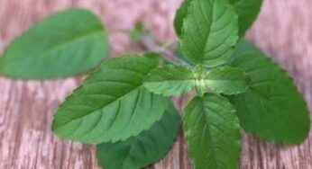 Tulsi Leaves : తుల‌సి ఆకుల‌ను తింటున్నారా.. అయితే త‌ప్ప‌క తెలుసుకోవాల్సిన విష‌యాలివి..!