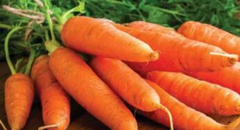 Carrot : రోజూ ఒక క్యారెట్ ను తింటే.. ఇన్ని లాభాలా.. అస‌లు న‌మ్మ‌లేరు..!