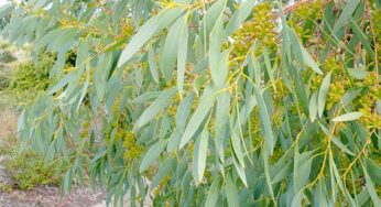 Eucalyptus Leaves : మ‌న చుట్టూ ప‌రిస‌రాల్లో క‌నిపించే చెట్టు ఇది.. దీని ఆకుల‌ను మాత్రం త‌ప్ప‌క తెచ్చుకోండి..