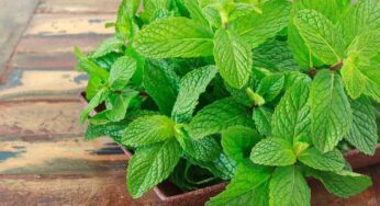 Mint Leaves : విట‌మిన్ ఎ కు పుట్టినిల్లు ఇది.. కంటి చూపు అమాంతం పెరుగుతుంది.. రోజూ 5 ఆకులు చాలు..
