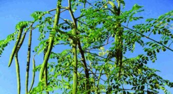 Moringa Tree : మున‌గ చెట్టు క‌నిపిస్తే విడిచిపెట్ట‌కండి.. స‌క‌ల రోగాల‌ను న‌యం చేసుకోవ‌చ్చు..