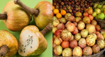 Rama Phalam : సీతాఫ‌లం లాగే రామ‌ఫ‌లం కూడా ఉంటుంది తెలుసా.. దీన్ని తింటే ఎన్ని లాభాలు క‌లుగుతాయో తెలుసా..?