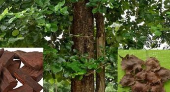 Red Sandalwood : ఎర్ర చంద‌నం ఎటువంటి ప్ర‌యోజ‌నాల‌ను అందిస్తుందో తెలుసా..?