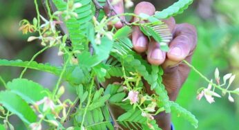 Tamarind Flowers : ఈ పువ్వులు ఎక్క‌డ క‌నిపించినా స‌రే తెచ్చుకుని తినండి.. ఎన్ని లాభాలు క‌లుగుతాయంటే..?
