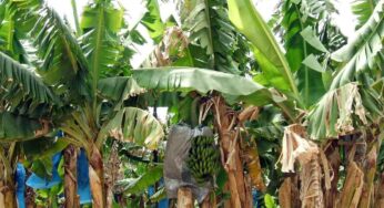 Banana Tree : మీ ఇంట్లో అర‌టి చెట్టు లేదా.. అయితే వెంట‌నే తెచ్చుకుని పెంచండి.. ఎందుకంటే..?