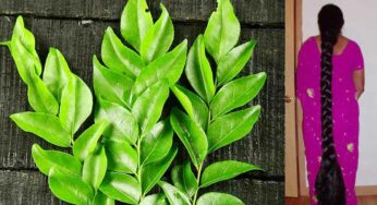 Curry Leaves For Hair : క‌రివేపాకుల‌తో ఇలా చేస్తే.. మీ జుట్టు న‌ల్ల‌గా, ఒత్తుగా పెర‌గ‌డం ఖాయం..!