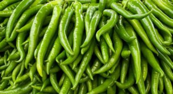 Green Chilli : ప‌చ్చి మిర్చిని తిన‌డం లేదా.. వీటిని తింటే శ‌రీరంలో ఏం జ‌రుగుతుందో తెలిస్తే న‌మ్మ‌లేరు..!