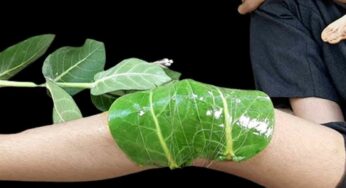 Jilledu Aku For Knee Pain : ఎలాంటి మొండి మోకాళ్ల నొప్పులు అయినా స‌రే.. ఈ ఒక్క ఆకుతో న‌యం చేసుకోవ‌చ్చు..!
