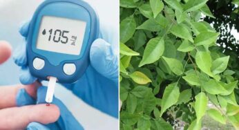 Maredu Leaves For Sugar : షుగ‌ర్ ఎంత ఉన్నా స‌రే.. ఈ ఆకుల‌తో మొత్తం దిగి వ‌స్తుంది..