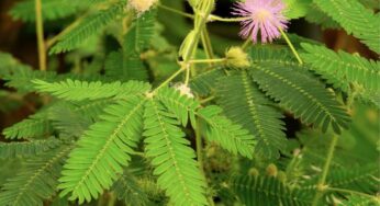 Touch Me Not Plant : మ‌న చుట్టూ ప‌రిస‌రాల్లో పెరిగే మొక్క ఇది.. పిచ్చి మొక్క అనుకుంటే పొర‌పాటు ప‌డినట్లే..!