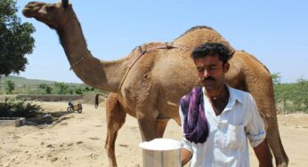 Camel Milk : ఒంటె పాల‌ను తాగ‌డం వ‌ల్ల ఇన్ని ప్ర‌యోజ‌నాలు ఉన్నాయా.. ఇది తెలిస్తే ఇప్పుడే ప్రారంభిస్తారు..!
