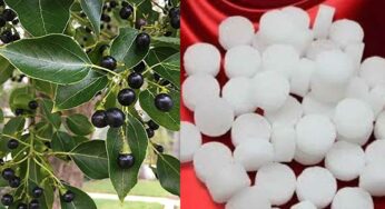 Camphor Making : క‌ర్పూరాన్ని ఎలా త‌యారు చేస్తారో తెలుసా..?