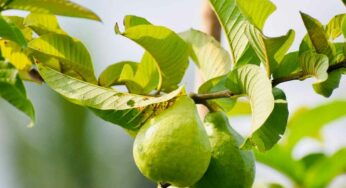 Guava Leaves : జామ ఆకుల‌తో ఇలా చేయండి.. కొలెస్ట్రాల్ మొత్తం క‌రిగిపోతుంది.. హార్ట్ ఎటాక్‌లు రావు..!
