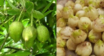 Ippa Chettu : ఈ చెట్టు మ‌న చుట్టూ ప‌రిస‌రాల్లోనే పెరుగుతుంది.. దీని లాభాలు తెలిస్తే విడిచిపెట్ట‌రు..!