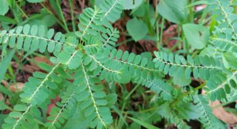 Nela Usiri Plant : ఈ మొక్క‌తో ఎన్ని ప్ర‌యోజ‌నాలు క‌లుగుతాయో తెలుసా.. ఎలా ఉప‌యోగించాలంటే..?