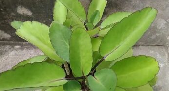 Ranapala Aaku : ఈ ఆకుల‌తో ఎన్ని లాభాలు క‌లుగుతాయో తెలుసా.. అస‌లు న‌మ్మ‌లేరు..!