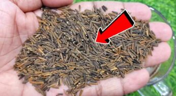 Black Cumin For Fat : రోజూ 1 స్పూన్‌ తినండి.. ఒంట్లో కొవ్వు మంచులా కరిగిపోతుంది..!
