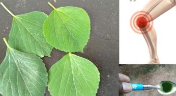 Kuppintaku : ఈ మొక్క క‌నిపిస్తే చాలు.. పైసా ఖ‌ర్చు లేకుండా మోకాళ్ల నొప్పుల‌ను త‌గ్గించుకోవ‌చ్చు..!