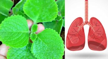 Ajwain Leaves For Lungs : గుప్పెడు ఆకులు చాలు.. ఊపిరితిత్తులు మొత్తం క్లీన్ అయిపోతాయి..!
