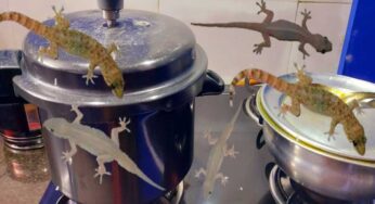 Lizards In Home : బ‌ల్లులు మీ ఇంట్లో న‌ర‌కం చూపిస్తున్నాయా.. ఇలా చేస్తే ఒక్క బ‌ల్లి కూడా ఉండ‌దు..!