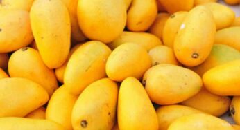 Mangoes : మామిడి పండ్ల‌ను ఇలా తీసుకోండి.. ఎక్కువ ప్ర‌యోజ‌నాలు పొంద‌వ‌చ్చు..!