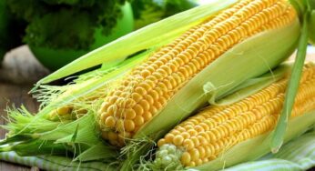 Sweet Corn : స్వీట్ కార్న్ చేసే మ్యాజిక్ తెలిస్తే.. అస‌లు విడిచిపెట్ట‌రు..!