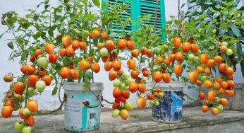 Growing Tomatoes : ప్లాస్టిక్ డ‌బ్బాల్లో ఇలా ట‌మాటాల‌ను పెంచండి.. విర‌గ‌కాస్తాయి..!