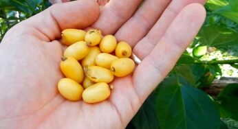 Neem Fruit : రోజూ ప‌ర‌గ‌డుపునే రెండు వేప పండ్లు తినండి.. జ‌రిగే అద్భుతాలు చూడండి..!