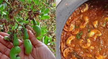 Raw Cashew Nuts Masala Curry : ప‌చ్చి జీడి గింజ‌ల‌తో మ‌సాలా కూర‌.. చికెన్‌, మ‌ట‌న్ క‌న్నా ఎంతో రుచిగా ఉంటుంది..!