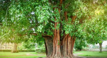 Vastu Tips : ఈ చెట్టు ఉన్న ద‌గ్గ‌ర అస‌లు ఇల్లు క‌ట్ట‌కండి.. ఎందుకంటే..?