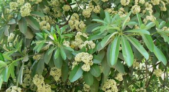 Saptaparni Tree : ఈ చెట్టును ఎక్కడ కనిపించినా విడిచిపెట్టకండి.. దీని లాభాలు తెలిస్తే ఆశ్చర్యపోతారు..!