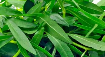 Ponnaganti Aaku : పురుషుల‌కు ఎంత‌గానో మేలు చేసే పొన్న‌గంటి ఆకు.. రోజూ తింటే ఎన్నో లాభాలు..!