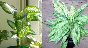 Dieffenbachia Plant : మీ ఇంట్లో ఈ మొక్క ఉందా.. అయితే వెంట‌నే దాన్ని తీసేయండి.. లేదంటే మీ పిల్లలకు చాలా ప్రమాదం..