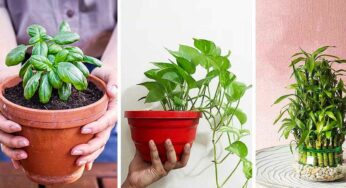 Vastu Plants : మీ ఇంట్లో ఈ మొక్క‌ల‌ను పెంచండి.. వాస్తు దోషాలు పోతాయి, స‌మ‌స్య‌ల నుంచి బ‌య‌ట ప‌డ‌తారు..!