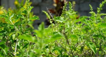 Tulsi Leaves : వర్షాకాలంలో తుల‌సి ఆకుల‌ను రోజూ తినాల్సిందే.. ఎందుకంటే..?