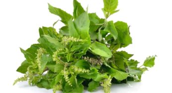 Tulsi Leaves : తుల‌సి ఆకుల‌ను రోజుకు ఎన్ని తినాలి..? ప‌ర‌గ‌డుపునే తింటే శ‌రీరంలో ఏం జ‌రుగుతుంది..?