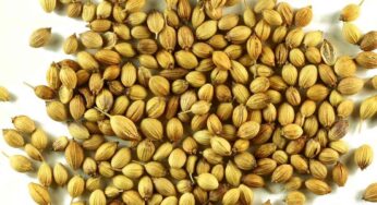 Soaked Coriander Seeds Water : ధ‌నియాల‌ను రాత్రి నీటిలో నాన‌బెట్టి మ‌రుస‌టి రోజు ఉద‌యం ఆ నీళ్ల‌ను తాగితే..?