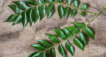 ఉద‌యాన్నే ప‌ర‌గ‌డుపునే రోజూ క‌రివేపాకుల‌ను తింటే ఏమ‌వుతుందో తెలుసా..?