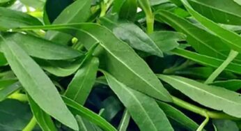 Ponnaganti Kura : ఈ ఆకుకూర‌ను తింటే ఎన్ని ప్ర‌యోజ‌నాలు క‌లుగుతాయో తెలుసా.. న‌మ్మ‌లేరు..!