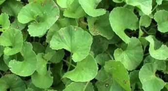 Saraswathi Plant : ఈ మొక్క ఎక్క‌డ క‌నిపించినా స‌రే తెచ్చి ఇంట్లో పెట్టుకోండి.. ఎందుకంటే..?