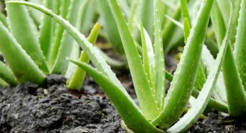Aloe Vera Plant : ఈ మొక్క‌ను త‌ప్ప‌నిస‌రిగా ఇంట్లో పెంచుకోవాల్సిందే.. ఎందుకో తెలిస్తే ఇప్పుడే ఆ ప‌ని చేస్తారు..!